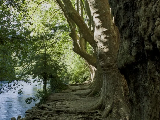 Fine art landscape photography of a row of ancient plane trees with detailed bark texture and complex root systems along the emerald waters of the Sorgue river in Provence.