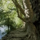 Fine art landscape photography of a row of ancient plane trees with detailed bark texture and complex root systems along the emerald waters of the Sorgue river in Provence.