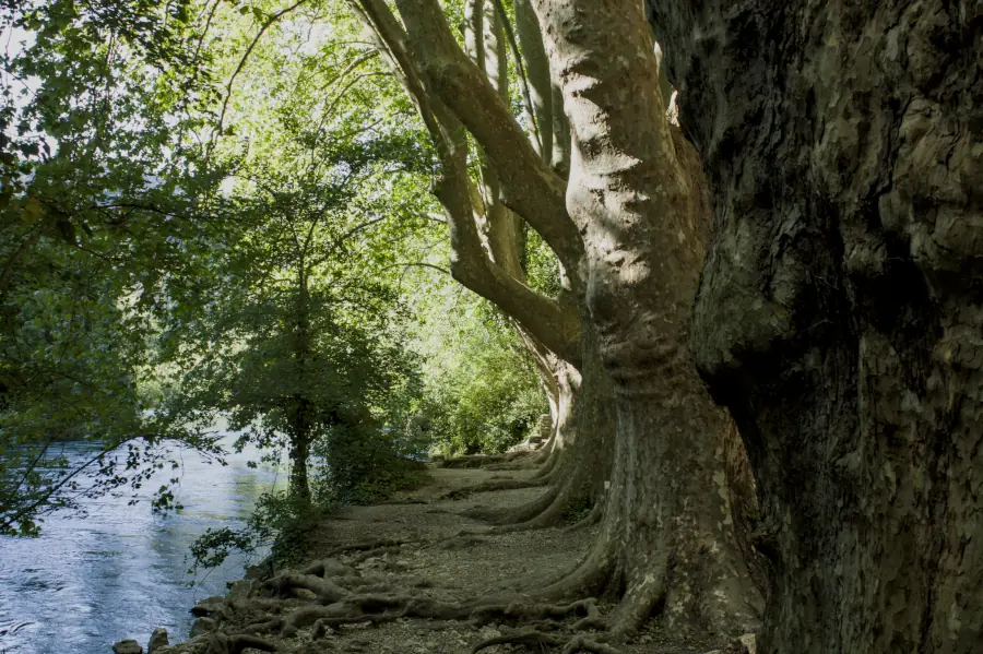 Fine art landscape photography of a row of ancient plane trees with detailed bark texture and complex root systems along the emerald waters of the Sorgue river in Provence.
